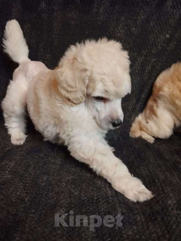 Собаки в Санкт-Петербурге: Пудель средний Девочка, 90 000 руб. - фото 4