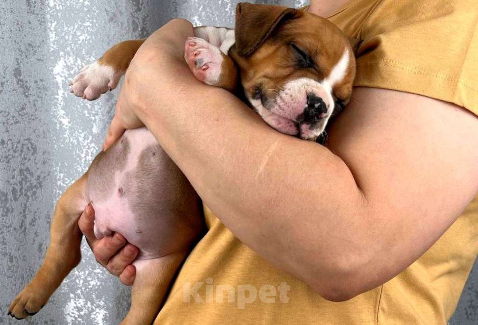 Собаки в Москве: Шикарные детки амстаффа  Мальчик, 35 000 руб. - фото 5
