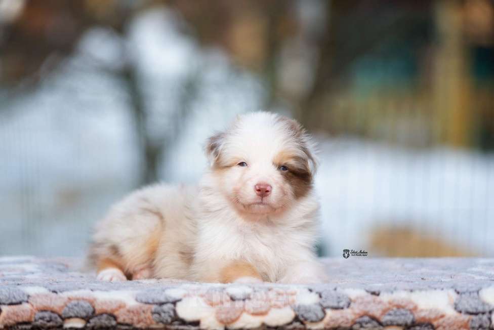 Собаки в Москве: Австралийская овчарка, щенок Мальчик, 120 000 руб. - фото 3
