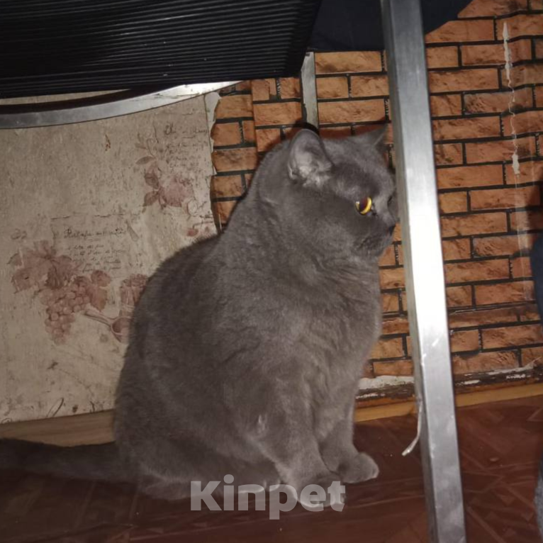 Кошки в Котельнике: Настоящий британец, достойный самой королевы Елизаветы! Мальчик, Бесплатно - фото 1