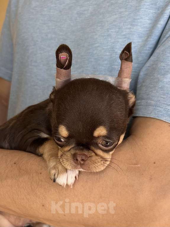 Собаки в Москве: Мальчик чихуахуа Мальчик, Бесплатно - фото 1