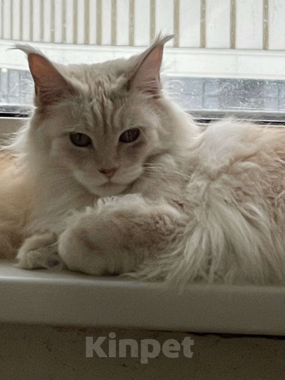 Кошки в Москве: МЕЙН-КУН Девочка, 15 000 руб. - фото 7