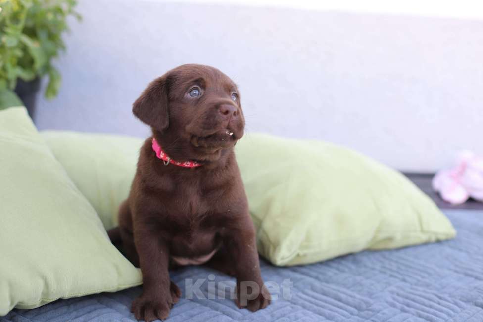 Собаки в других городах Краснодарского края: Рикота лучик солнца от пары чемпионов 🏆 Девочка, Бесплатно - фото 4