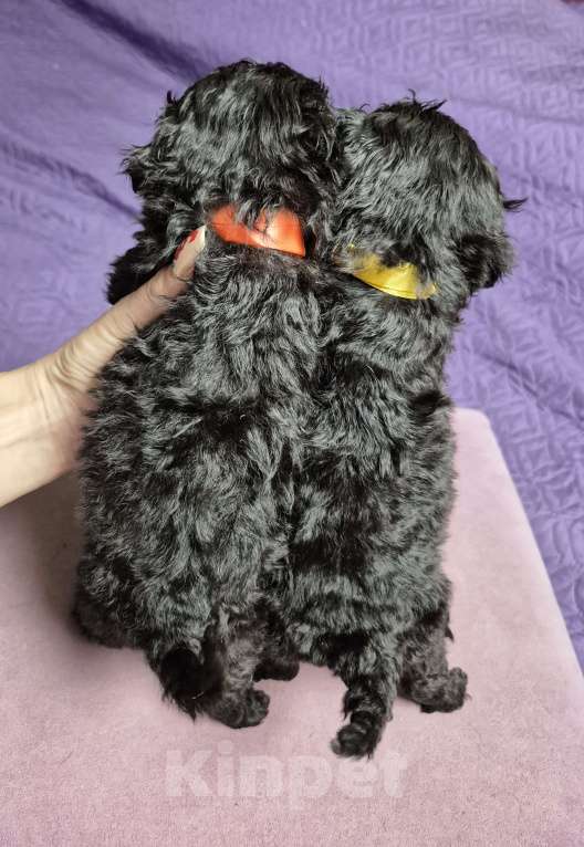 Собаки в Москве: 2парня и 2 девочки Мальчик, 45 000 руб. - фото 2