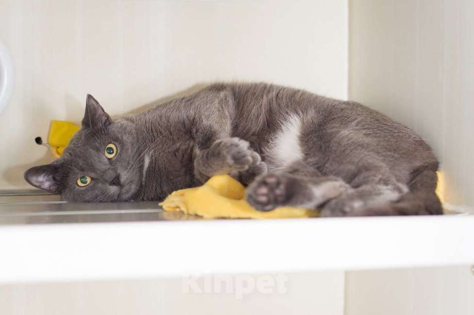 Кошки в Москве: Кот Фарсон ищет дом Девочка, Бесплатно - фото 3