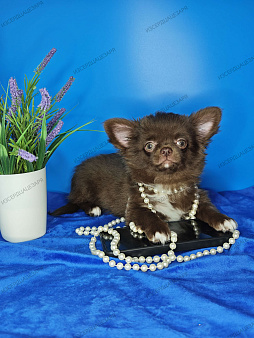 Шоколадный мальчик