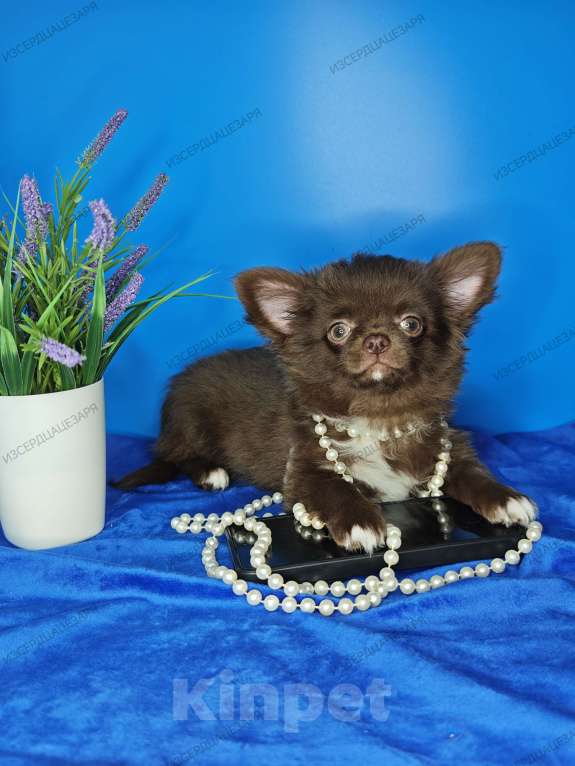 Собаки в Москве: Шоколадный мальчик Мальчик, Бесплатно - фото 8