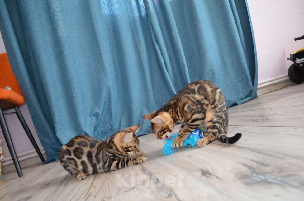 Кошки в Москве: Бенгальский мальчишка с  родословной (в наличии) Мальчик, 40 000 руб. - фото 5
