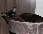 Кошки в Химках: Бурманский котик приглашает на свидание  Мальчик, 6 000 руб. - фото 1