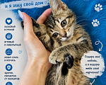 Кошки в Санкт-Петербурге: Котята в добрые руки❤️ Мальчик, Бесплатно - фото 1