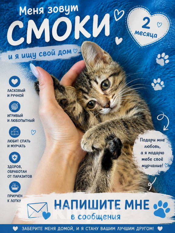 Кошки в Санкт-Петербурге: Котята в добрые руки❤️ Мальчик, Бесплатно - фото 1