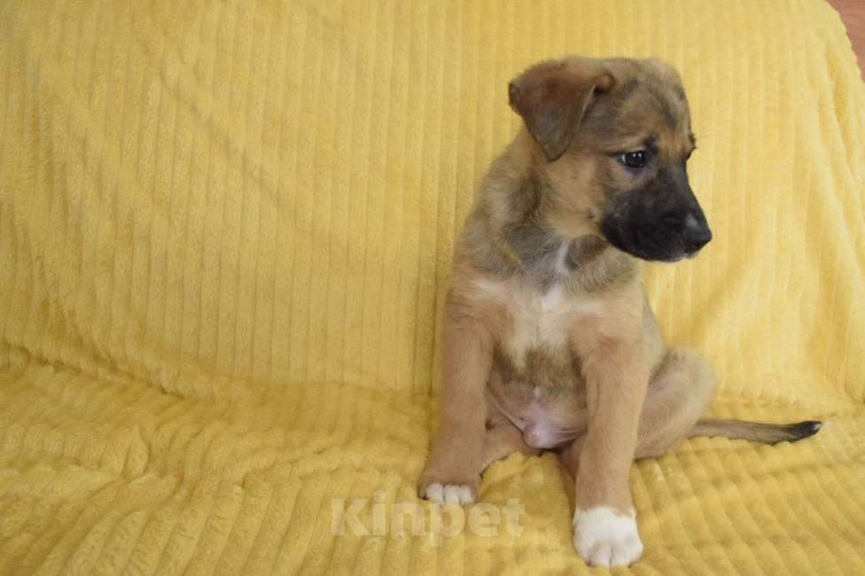 Собаки в Санкт-Петербурге: дети в поиске дома  Мальчик, Бесплатно - фото 3