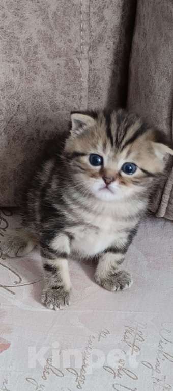 Кошки в Оренбурге: Шотландский вислоухий кот Мальчик, 10 000 руб. - фото 3