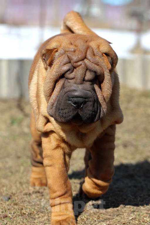 Собаки в Туле: Продам щенка шарпея Девочка, Бесплатно - фото 1