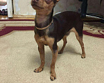 Собаки в Тихорецке: Вязка.Ричард-симпатичный тойчик,нужна встреча, 1 500 руб. - фото 1