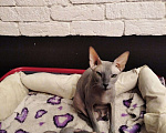 Кошки в Ардоне: Котенок Донского сфинкса Мальчик Мальчик, 15 000 руб. - фото 4