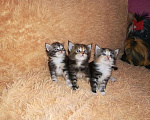 Кошки в Нововоронеже: Котята мейн-кун, 10 000 руб. - фото 7