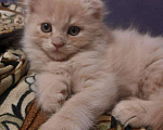Кошки в Добрянке: Котята шотландские в ЦКК, 2 500 руб. - фото 1