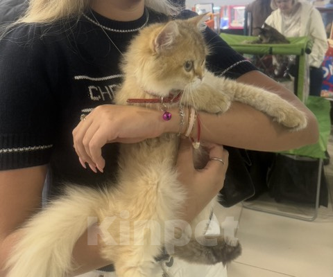 Кошки в Москве: Котята Scottish fold Мальчик, 45 000 руб. - фото 3