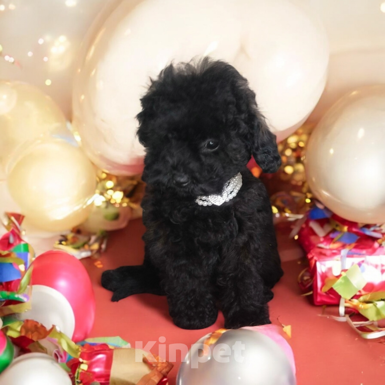 Собаки в других городах Московской области: Черная девочка той пуделя Девочка, 40 000 руб. - фото 1