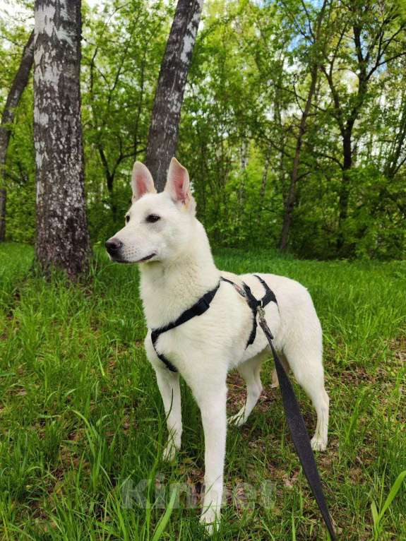 Собаки в Москве: Снежинка щенок Девочка, Бесплатно - фото 3