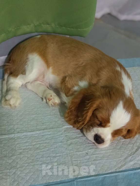 Собаки в Санкт-Петербурге: Мальчик Мальчик, Бесплатно - фото 3