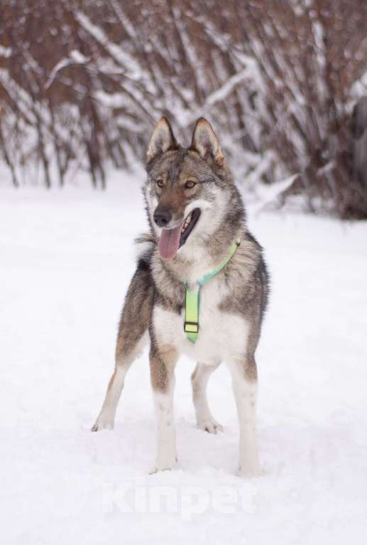 Собаки в Москве: Преданный и ласковый парень в добрые руки Мальчик, Бесплатно - фото 7