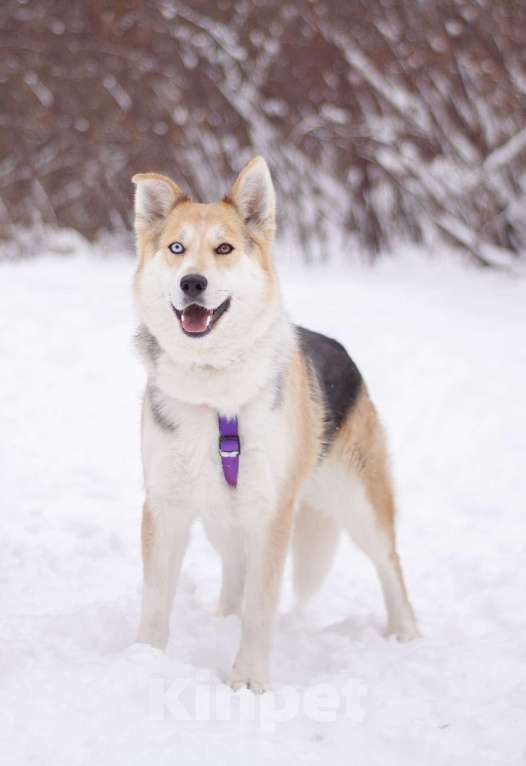 Собаки в Москве: Активная и дружелюбная Дейзи в добрые руки Девочка, Бесплатно - фото 4