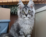 Кошки в Самаре: Котята Мейн-кун Разнополые, 35 000 руб. - фото 3