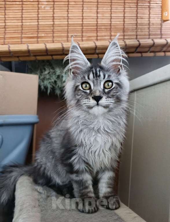Кошки в Самаре: Котята Мейн-кун Разнополые, 35 000 руб. - фото 3