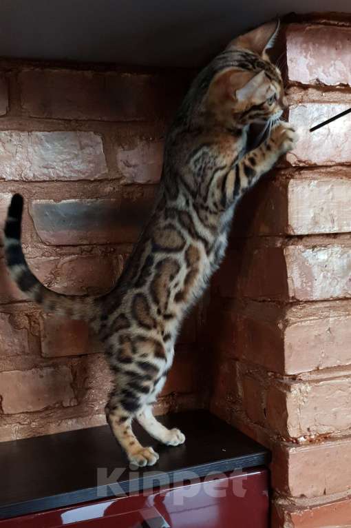 Кошки в Симферополе: Бенгальская девочка  Девочка, 60 000 руб. - фото 2