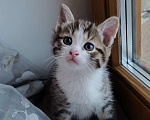 Кошки в Химках: Котик Мальчик, 1 500 руб. - фото 3