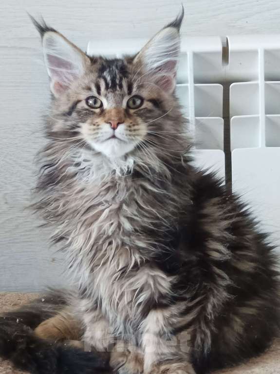 Кошки в других городах Владимирской области: Котята мейн кун Мальчик, 50 000 руб. - фото 5