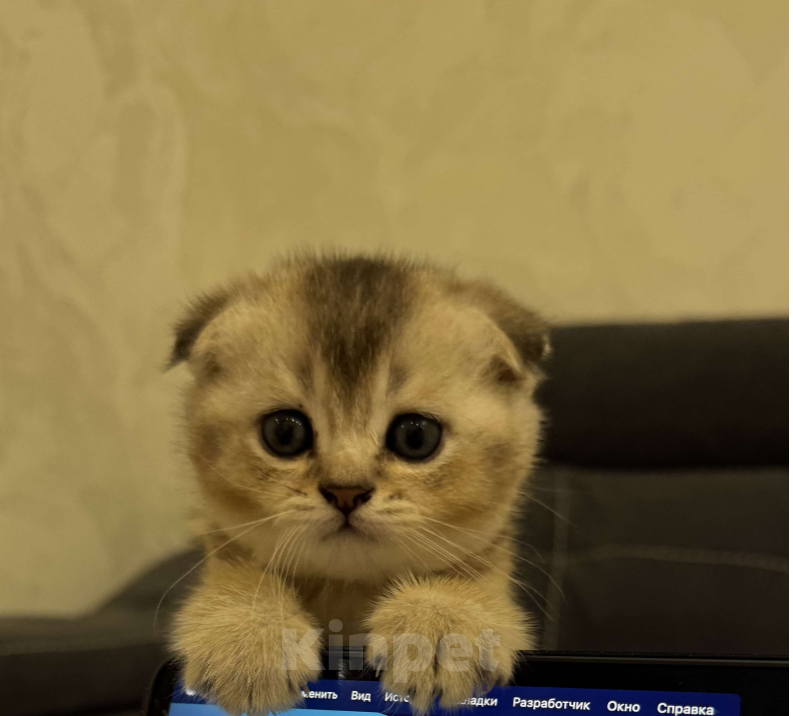 Кошки в Тамбове: британская шиншилла мальчик Мальчик, 15 000 руб. - фото 5