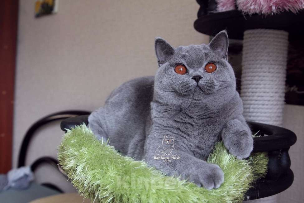 Кошки в Санкт-Петербурге: Нужен дом британке Девочка, 10 000 руб. - фото 6