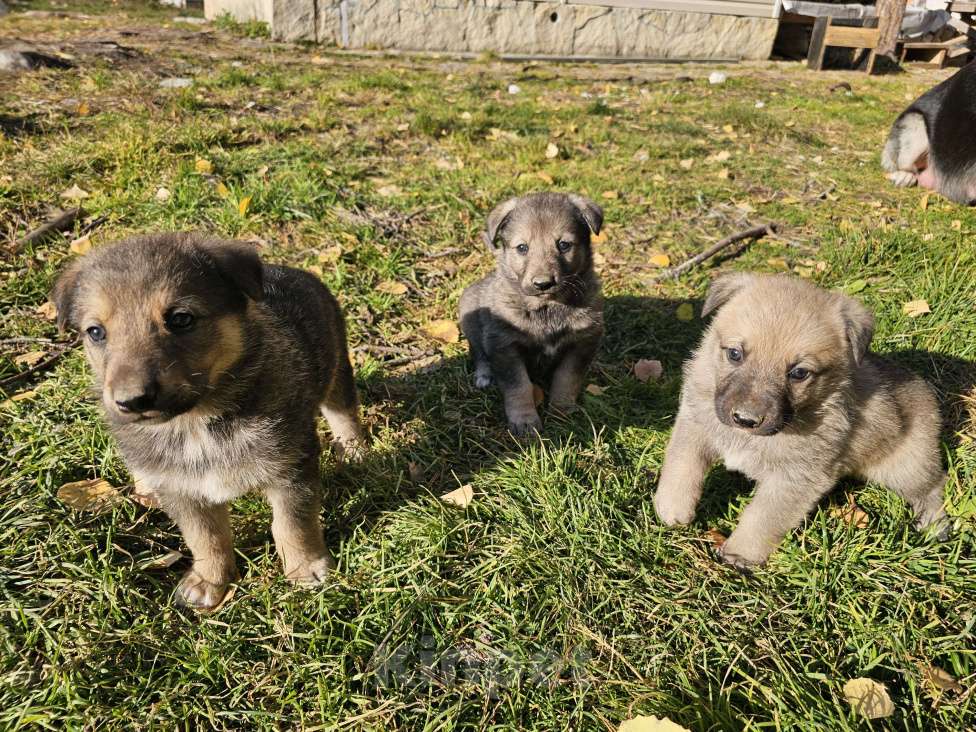 Собаки в Екатеринбурге: Девочка, мама ВЕО Девочка, 1 руб. - фото 2