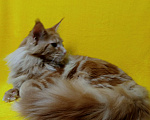 Кошки в Краснодаре: Котёнок мейн-кун Мальчик, 25 000 руб. - фото 2