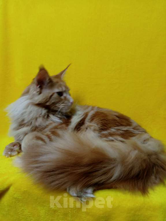 Кошки в Краснодаре: Котёнок мейн-кун Мальчик, 25 000 руб. - фото 2