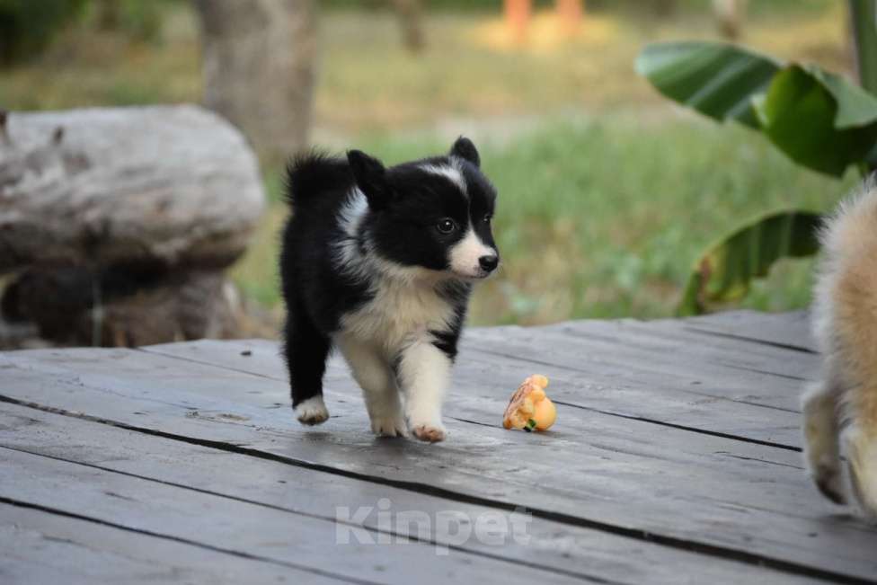 Собаки в Москве: Ненецкая оленегонная лайка. Помет «А». Сука Unmay no Akay Ito AGATA Девочка, 60 000 руб. - фото 4