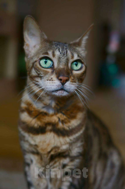 Кошки в Балашихе: Манго Девочка, Бесплатно - фото 2