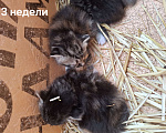 Кошки в других городах Ленинградской области: Помогите малышам Девочка, Бесплатно - фото 2