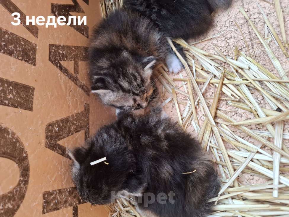 Кошки в других городах Ленинградской области: Помогите малышам Девочка, Бесплатно - фото 2