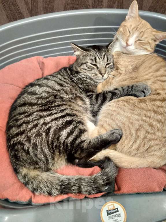 Кошки в Санкт-Петербурге: Котик Веня в добрые руки Девочка, Бесплатно - фото 6