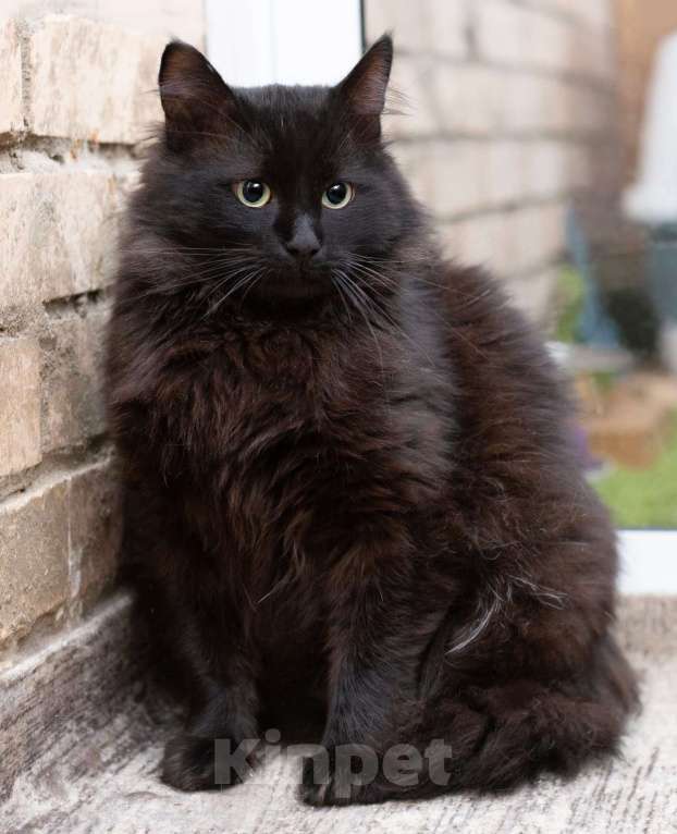 Кошки в Москве: Пушистый крупный черный кот Кеша в добрые руки Мальчик, 1 руб. - фото 4