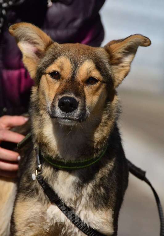 Собаки в Воронеже: Маленькая собачка в добрые руки  Девочка, Бесплатно - фото 3