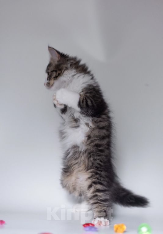 Кошки в Ногинске: Котенок девочка в добрые руки Девочка, Бесплатно - фото 6