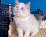 Кошки в Санкт-Петербурге: Котята рэгдолл Девочка, 65 000 руб. - фото 1