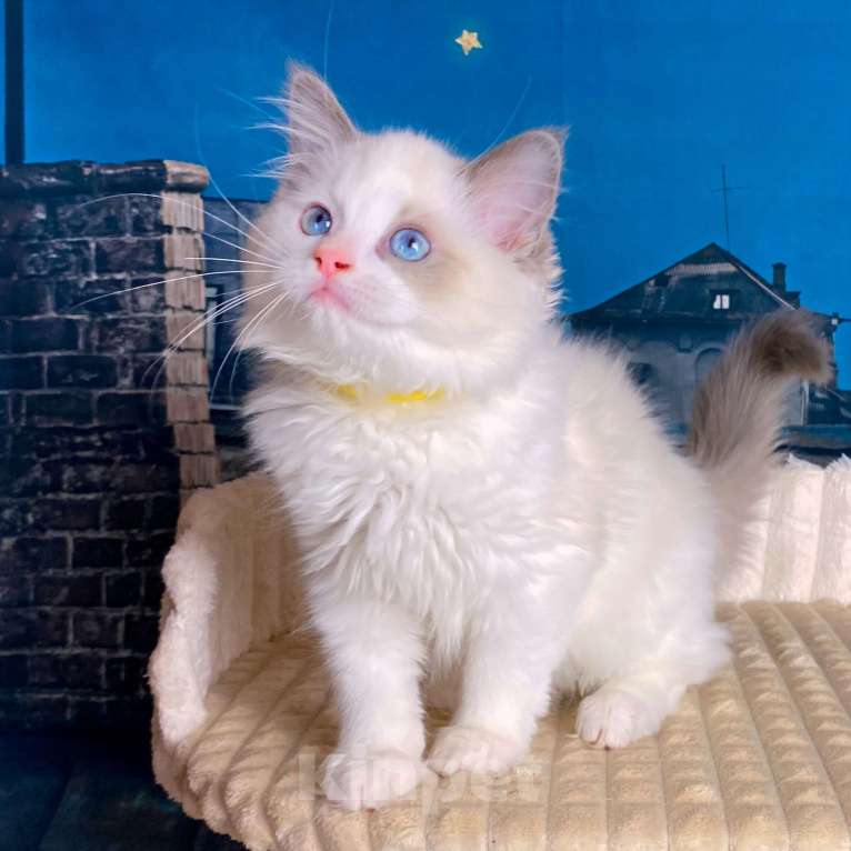 Кошки в Санкт-Петербурге: Котята рэгдолл Девочка, 65 000 руб. - фото 1