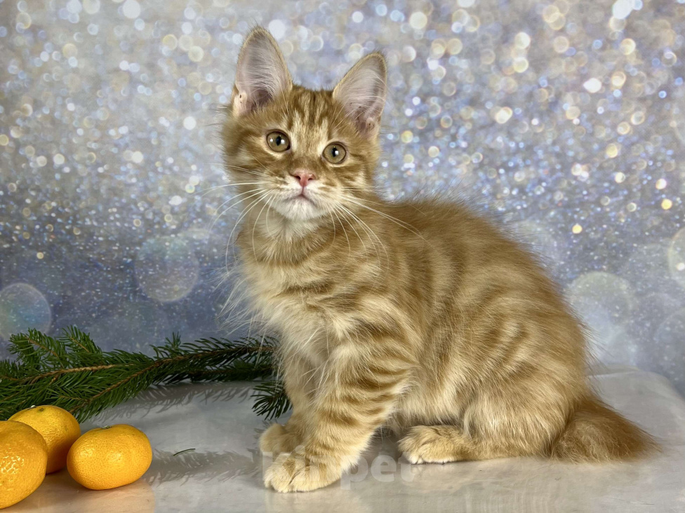 Кошки в других городах Московской области: Prize of Rufus Vallis Мальчик, 40 000 руб. - фото 1