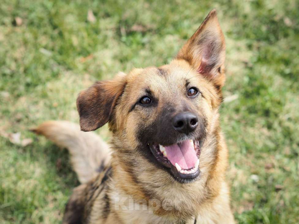 Собаки в Москве: Лея Девочка, 300 руб. - фото 2